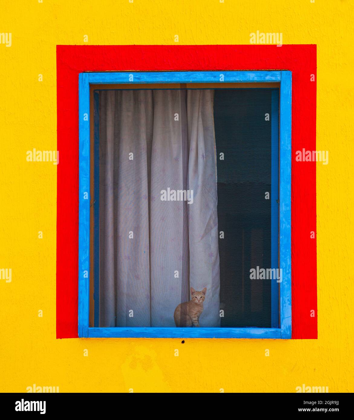 Chat assis derrière la fenêtre d'une maison colorée peinte de couleurs jaune, rouge et bleu Banque D'Images Chat assis derrière la fenêtre d'une maison colorée peinte de couleurs jaune, rouge et bleu Banque D'Images