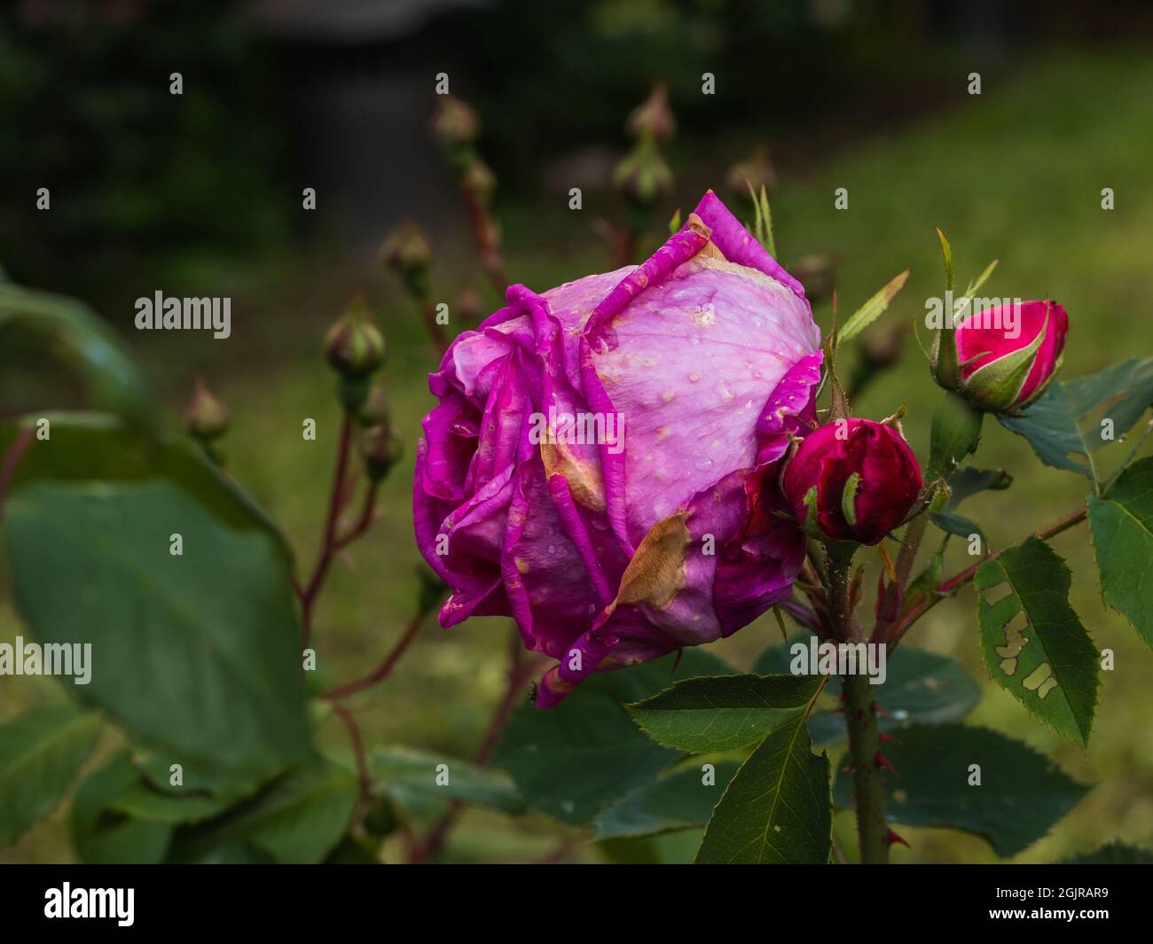 fleur rose violette isolée sur fond vert naturel Banque D'Images