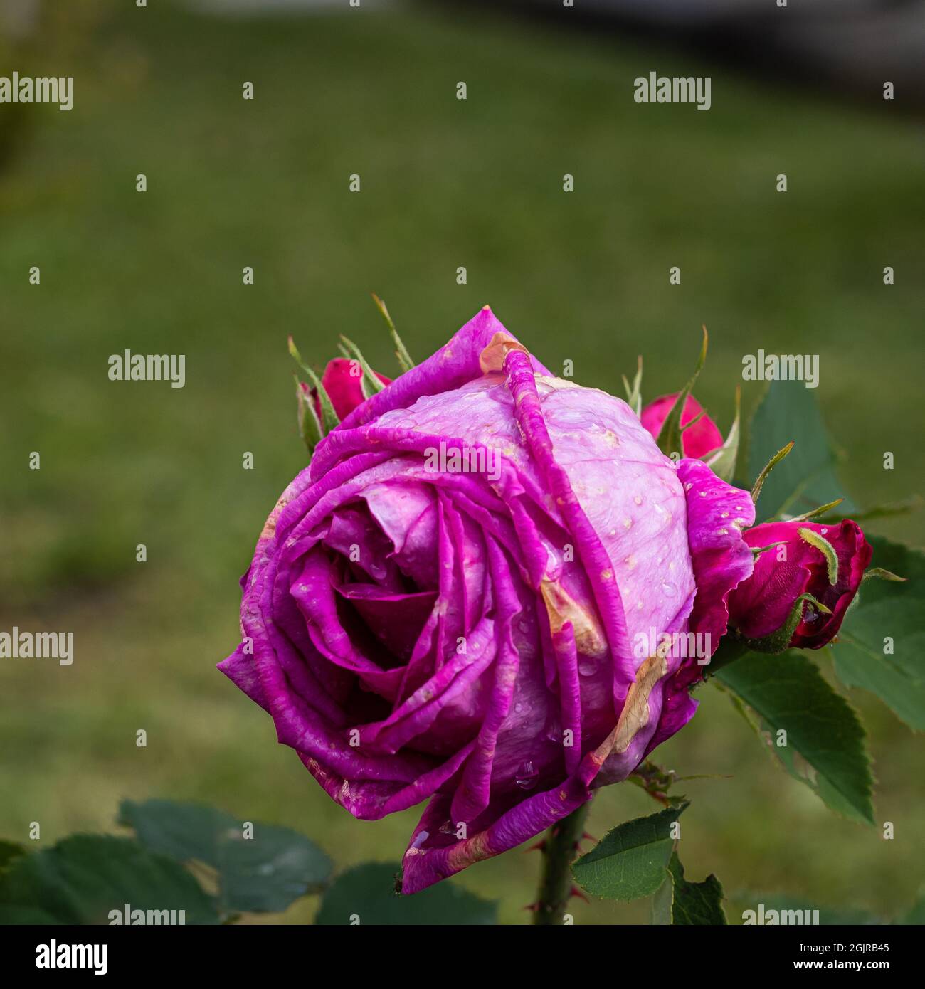 fleur rose violette isolée sur fond vert naturel Banque D'Images