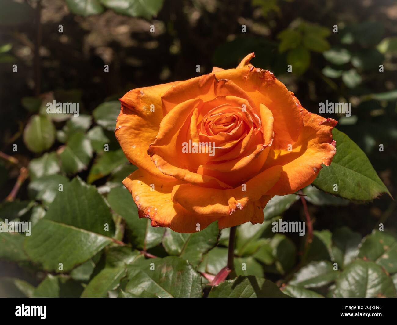 fleur de rose orange sur fond vert naturel Banque D'Images