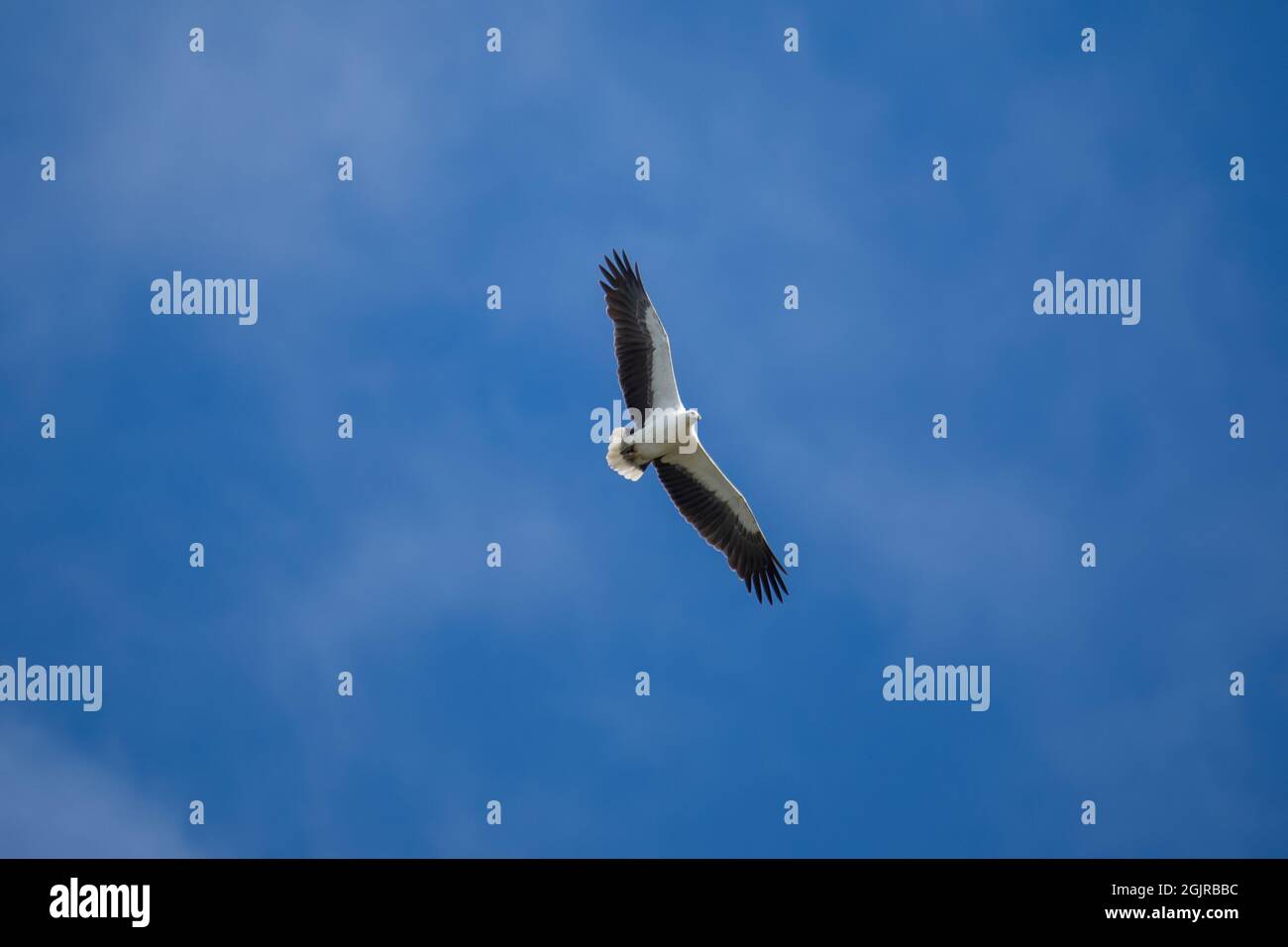 Aigle de mer à ventre blanc volant dans les airs. Banque D'Images