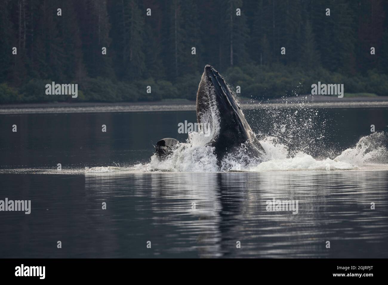 Baleine à bosse, île Baranof, Alaska Banque D'Images