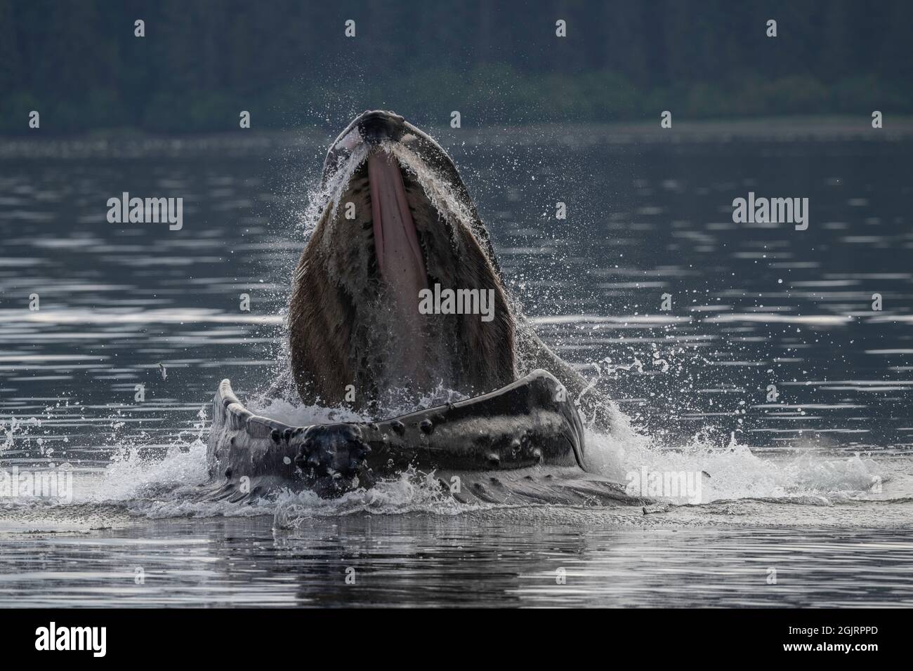 Baleine à bosse, île Baranof, Alaska Banque D'Images