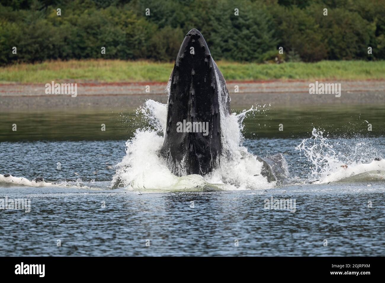 Baleine à bosse, île Baranof, Alaska Banque D'Images