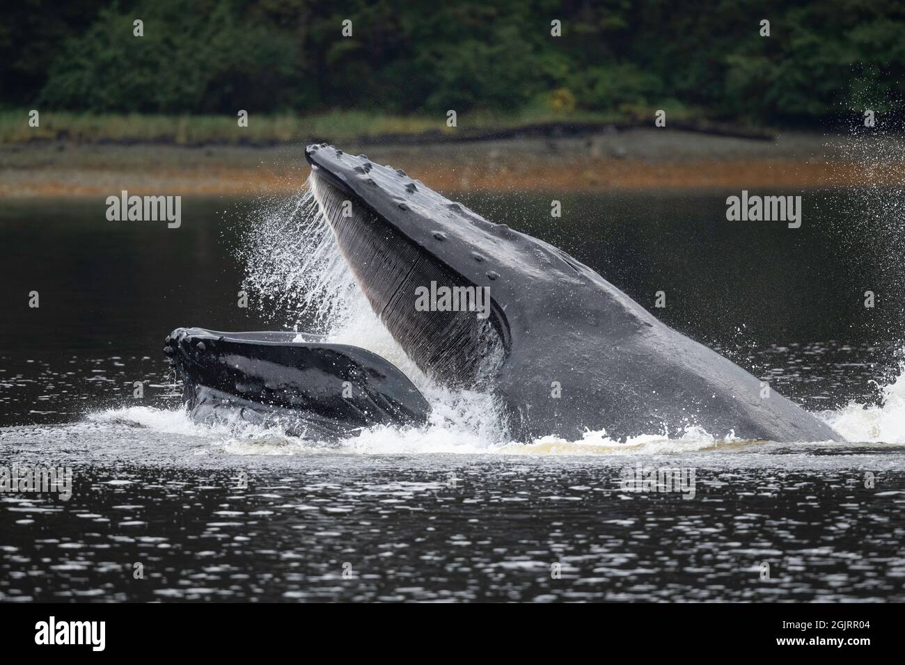 Baleine à bosse, île Baranof, Alaska Banque D'Images