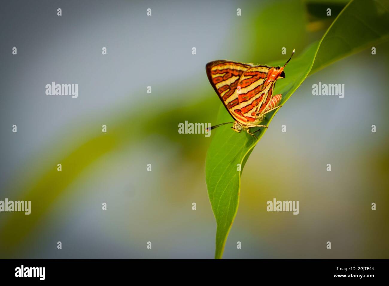 papillon sur une feuille . silverline commune ( cigaritis vulcanus) Banque D'Images