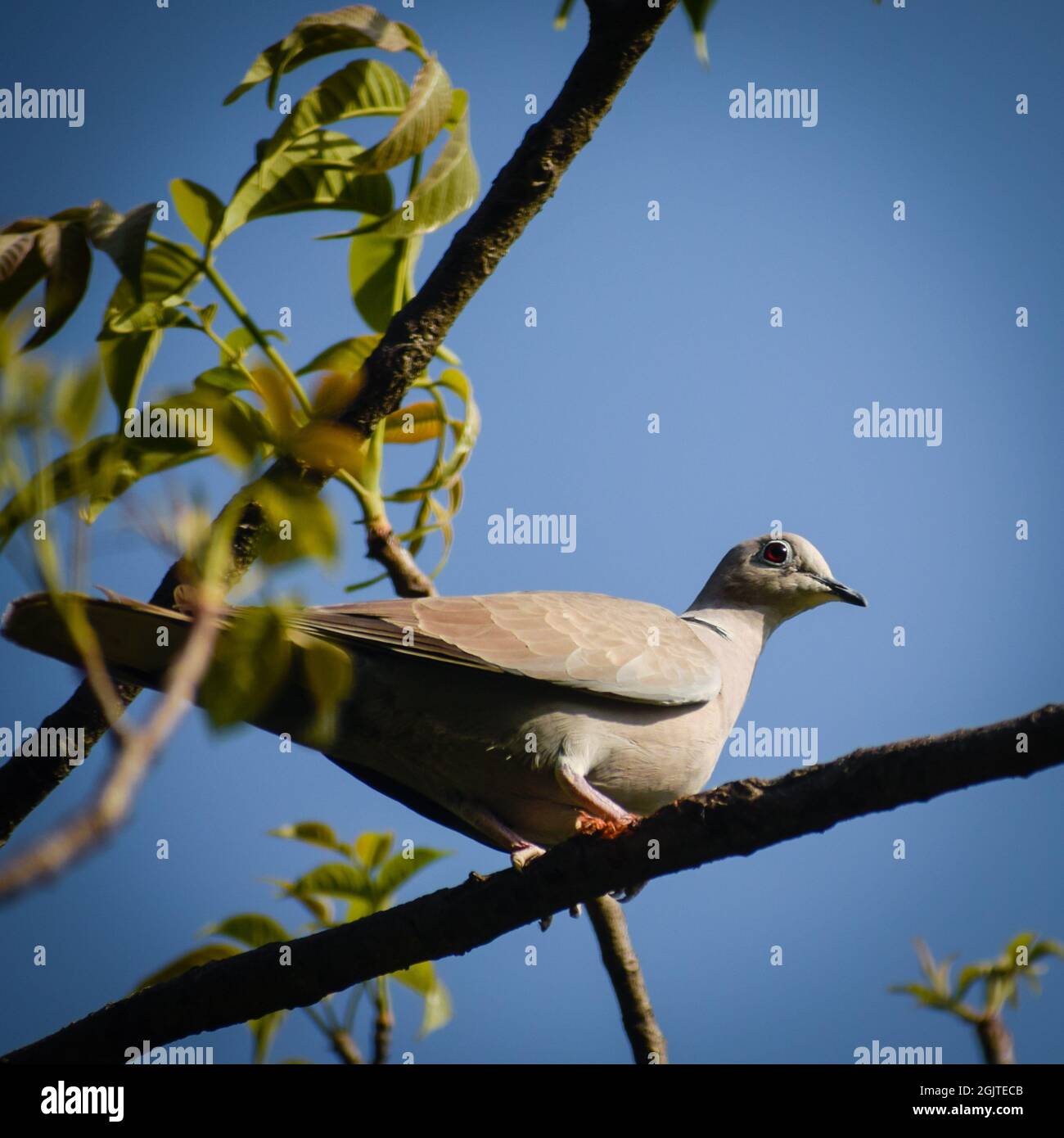 Oiseau sur branche . la colombe à col eurasien ( streptopelia decaocto ) Banque D'Images