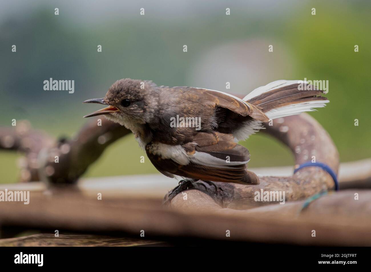 Magnifique magpie indienne orientale Robin oiseau mâle assis dans une branche et chantant une chanson Banque D'Images