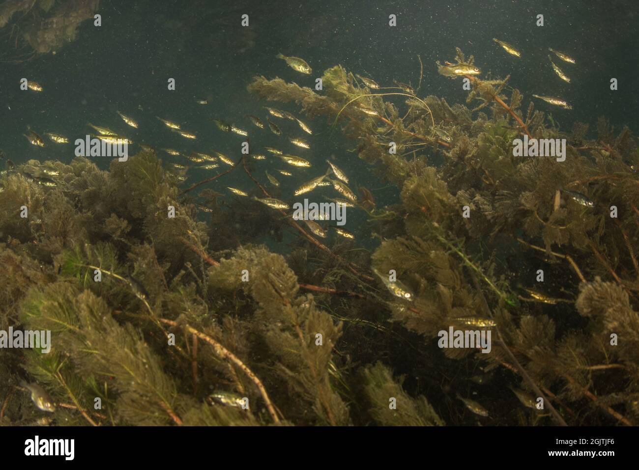 Les épinoches à trois épines (Gasterosteus aculeatus) se trouvent dans une rivière d'eau douce de Californie, les poissons s'agrégent dans les échalotes. Banque D'Images