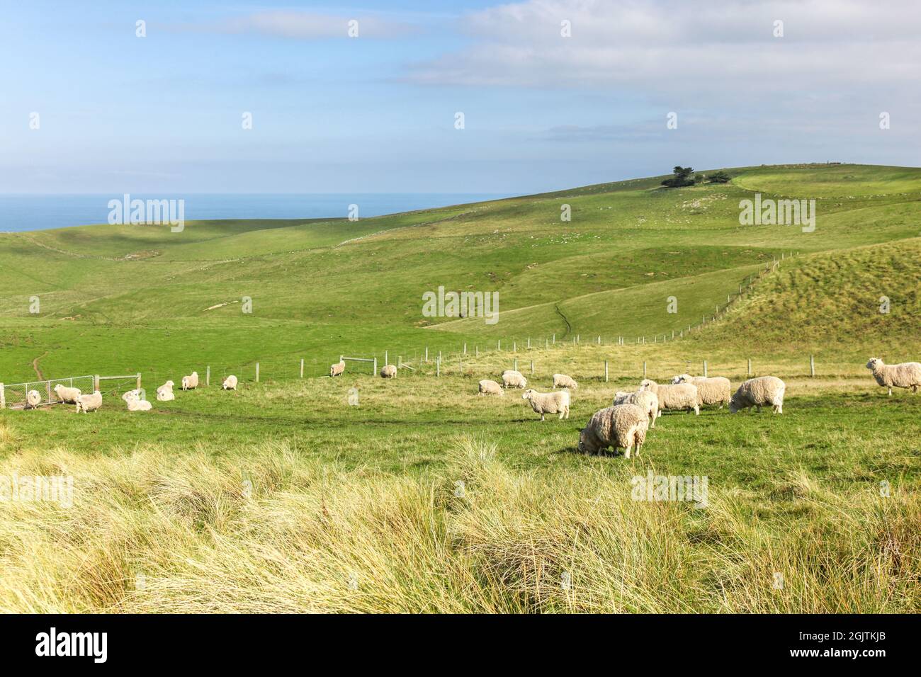Moutons paissant sur la péninsule d'Otago à Sandfly Bay à Dunedin, dans l'île du Sud de la Nouvelle-Zélande. Banque D'Images