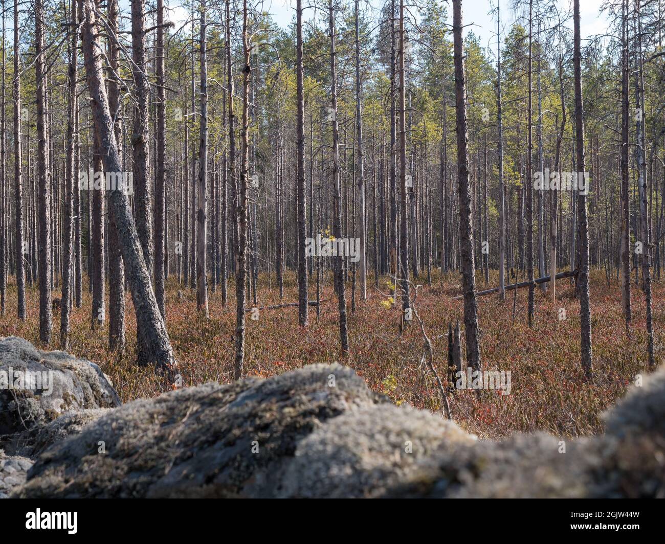Tourbière de pin nain-arbuste par champ de roches Banque D'Images