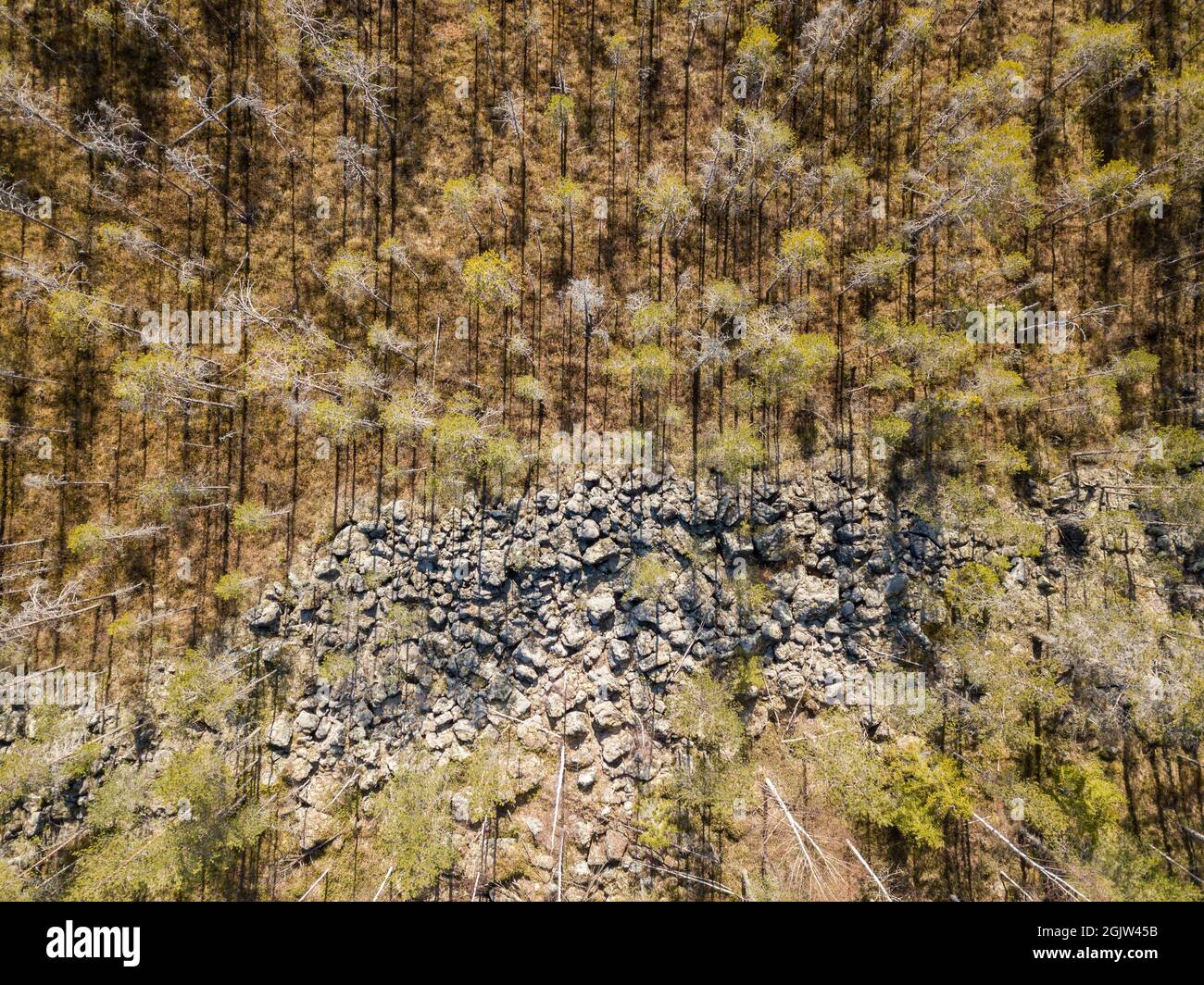 Vue aérienne de la tourbière de pin nain-arbuste par champ de roches Banque D'Images