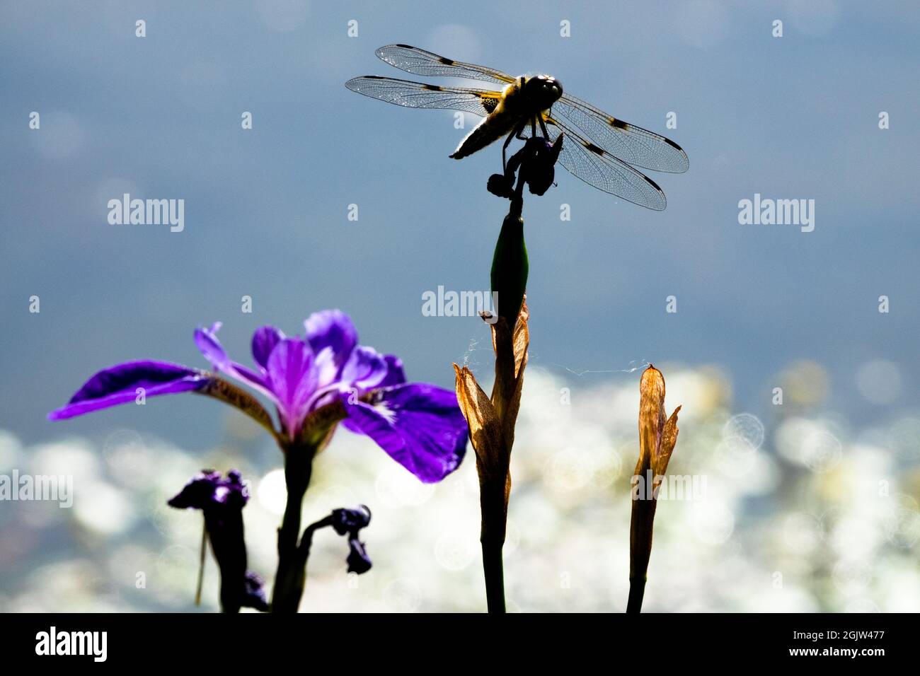 Libellula quadrimaculata sur l'étang de libellules, libellules sur l'étang Banque D'Images
