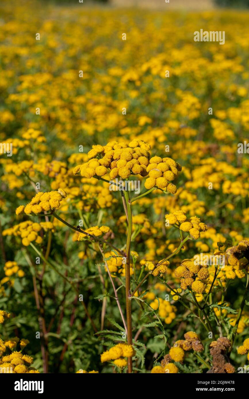 Tansy (Tanaceum vulgare) dans le champ. Fleurs jaunes de Tansy commune ou bouton amer. Boutons dorés ou amer de vache à fleurs. Banque D'Images