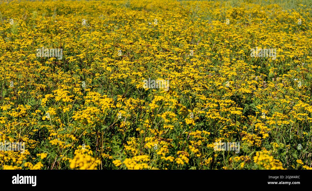 Tansy (Tanaceum vulgare) dans le champ. Fleurs jaunes de Tansy commune ou bouton amer. Boutons dorés ou amer de vache à fleurs. Banque D'Images