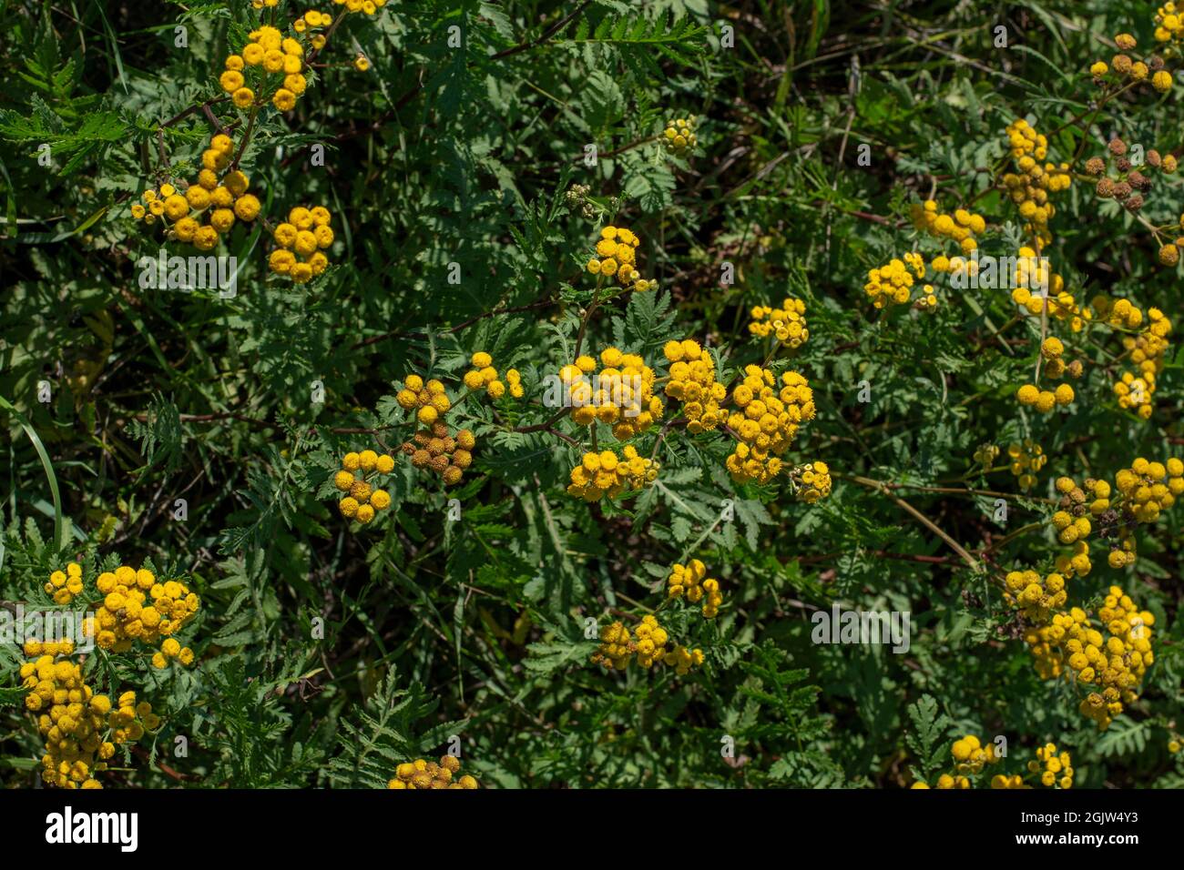 Tansy (Tanaceum vulgare) dans le champ. Fleurs jaunes de Tansy commune ou bouton amer. Boutons dorés ou amer de vache à fleurs. Banque D'Images