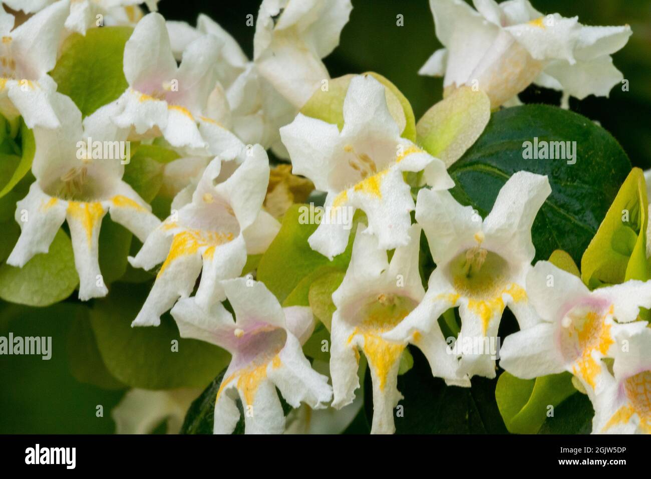 Dipelta floribunda White Flower Garden arbustes fleurs fleurs fleurs Banque D'Images