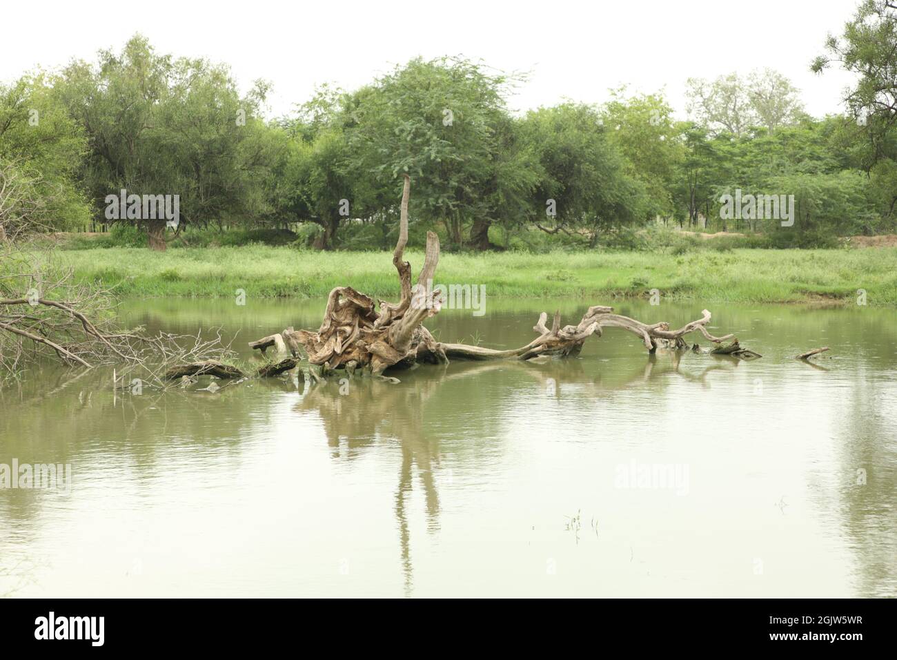 Arbre sec dans l'étang du village dans le Punjab indien Banque D'Images