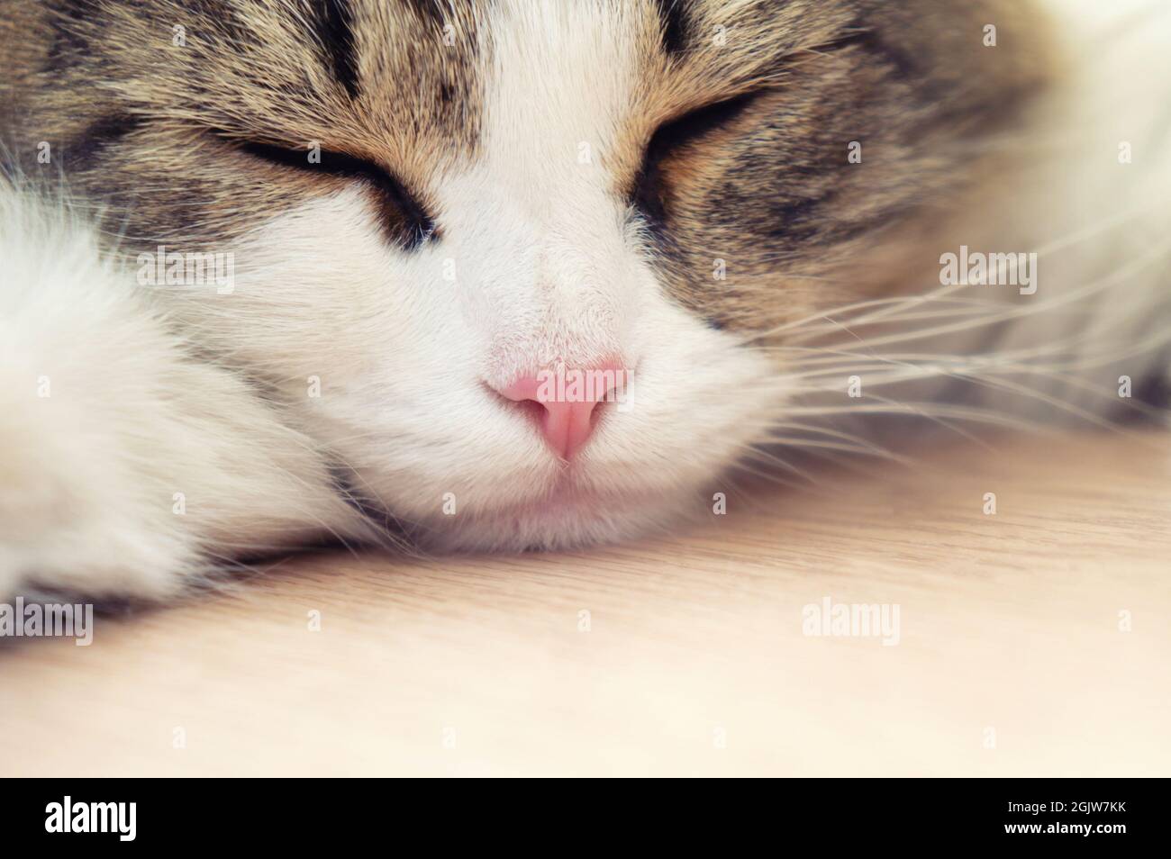 magnifique chat domestique dormant sur le sol Banque D'Images