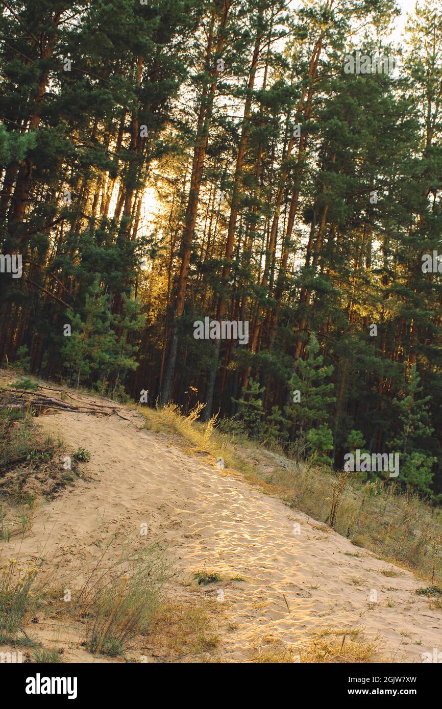 Chemin de sable sur une colline dans une forêt de pins au coucher du soleil Banque D'Images