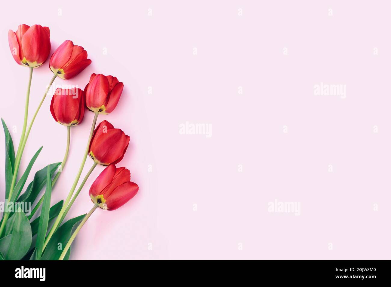 Tulipes rouges sur fond rose. Vue de dessus, espace de copie. Banque D'Images