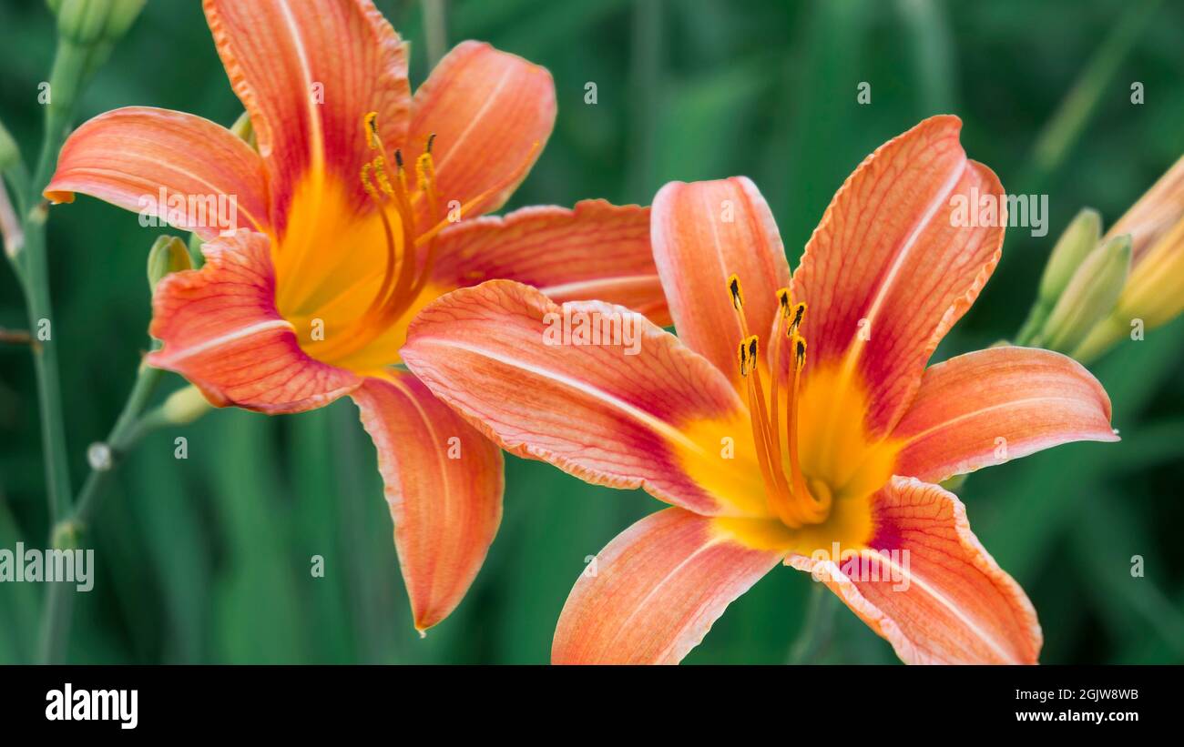 Jaune orangé sur fond d'herbe verte. Gros plan, macro Banque D'Images