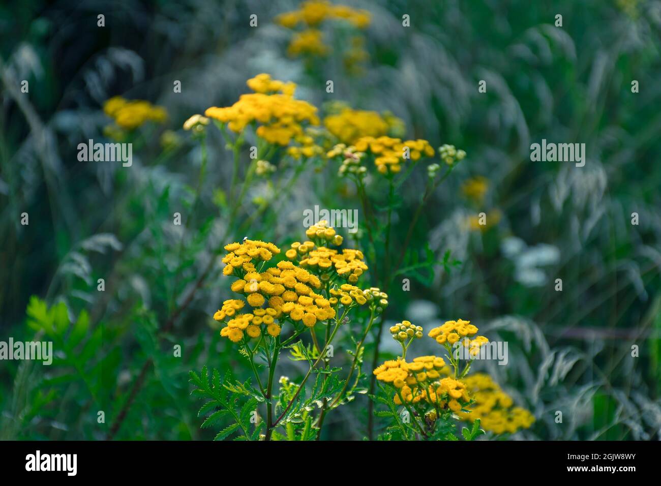 Un pré d'herbes avec tansy au premier plan, tons froids de la soirée, verts profonds et jaunes. Banque D'Images
