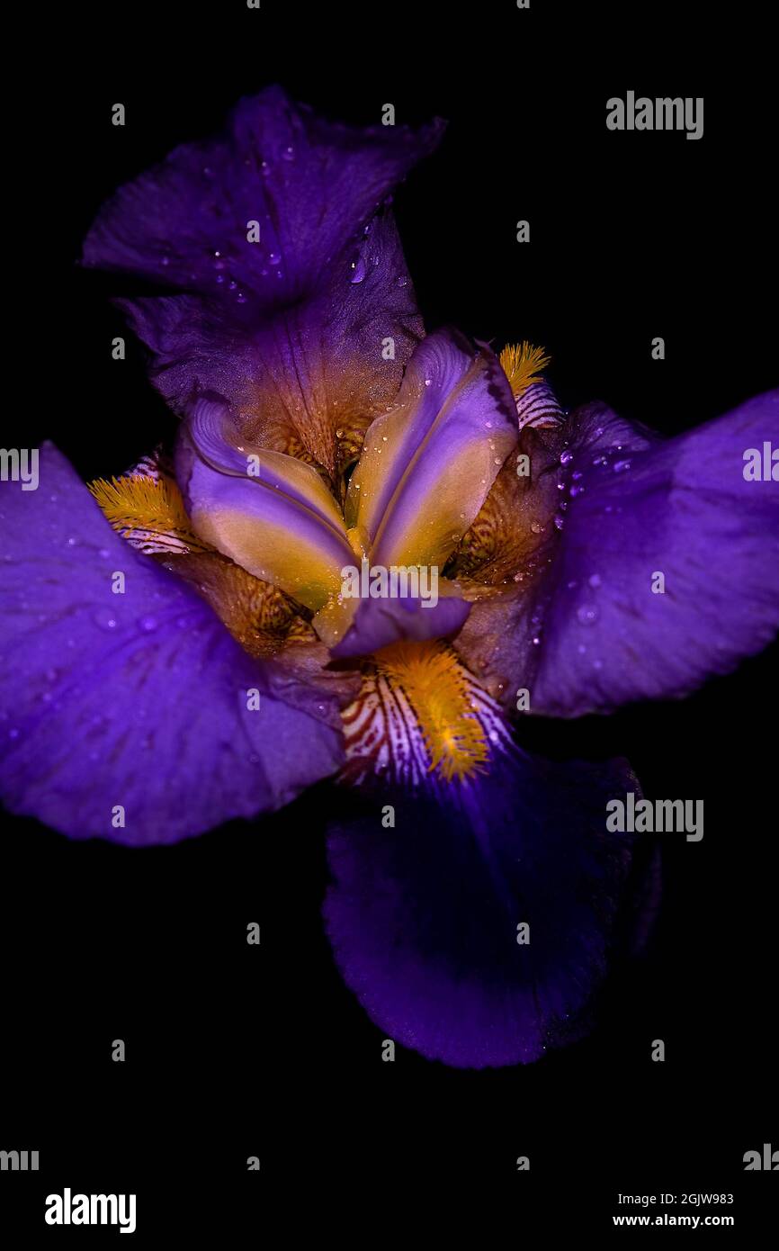 Fleur d'iris sur fond sombre. Gros plan. UV, fluorescent Banque D'Images
