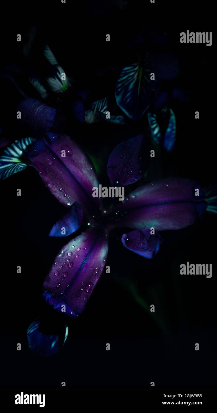 Scilla Chionodoxa fleur sur fond noir. Gros plan. UV, fluorescent Banque D'Images
