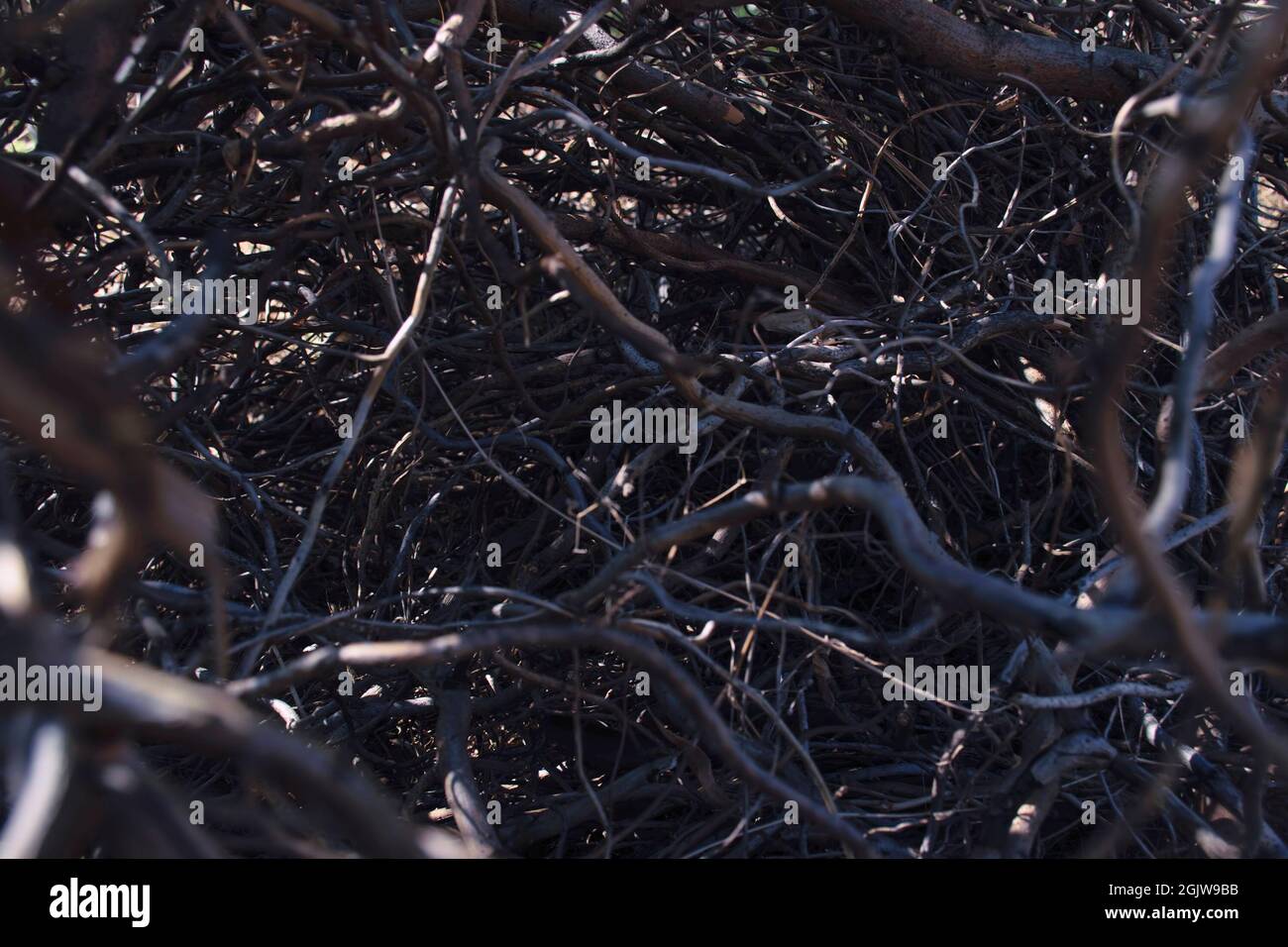 Des branches sombres entrelacés dans une forêt sombre et profonde avec un reflet de la lumière. Gros plan Banque D'Images