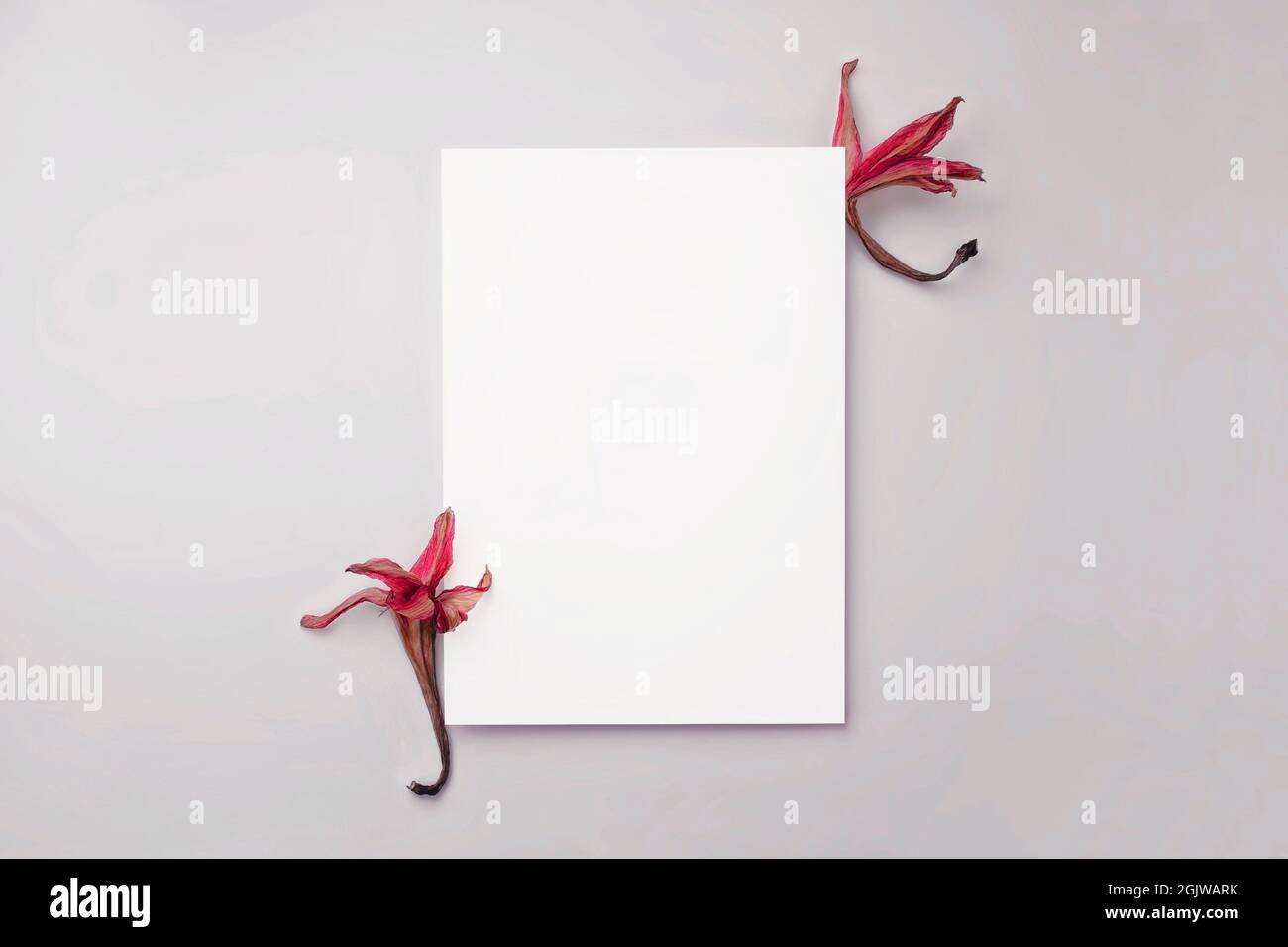 Papier à lettres maquette papier vierge carte de voeux ou invitation avec fleurs roses sèches sur une table grise,. Vue de dessus, plan d'affichage avec espace de copie Banque D'Images