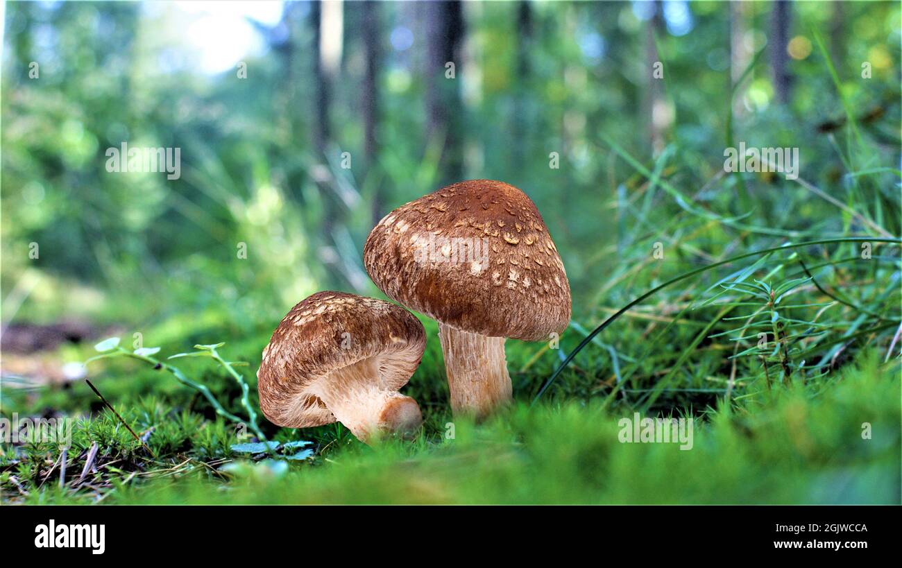 Magnifique champignon dans une incroyable mousse verte. Vieux champignons de forêt magique. Champignons blancs en journée ensoleillée. Banque D'Images