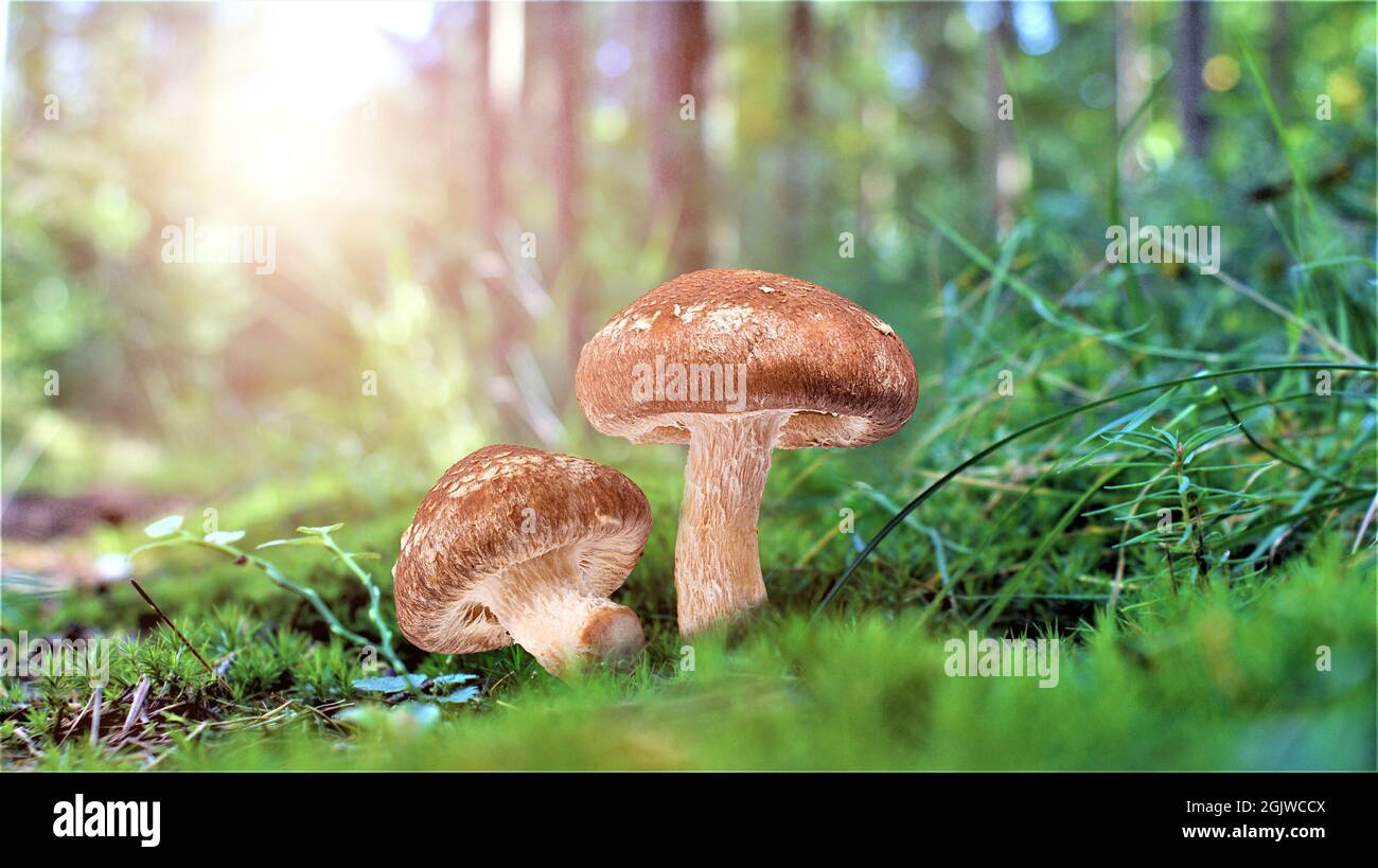 Magnifique champignon dans une incroyable mousse verte. Vieux champignons de forêt magique. Champignons blancs en journée ensoleillée. Banque D'Images