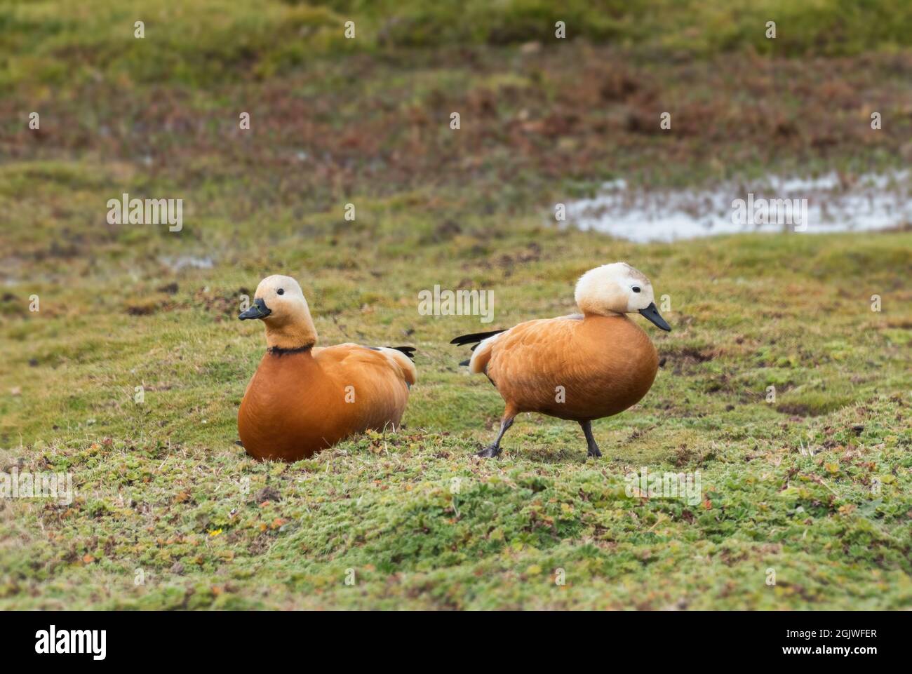 Ruddy Shelduck - Tadorna ferruginea, magnifique canard coloré des eaux fraîches asiatiques et africaines, Bale mountains, Ethiopie. Banque D'Images