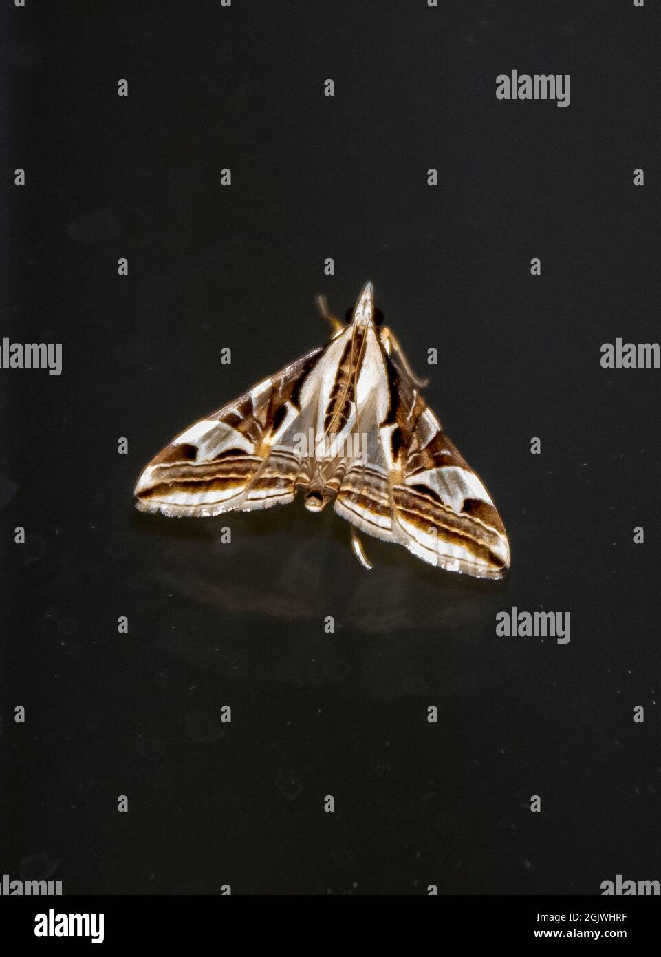 Papillon australien, agrioglypta excelsalis, figues pyralid, sur une surface sombre. Motif marron saisissant et marges blanches des ailes. Queensland, Tamborine Mt. Banque D'Images
