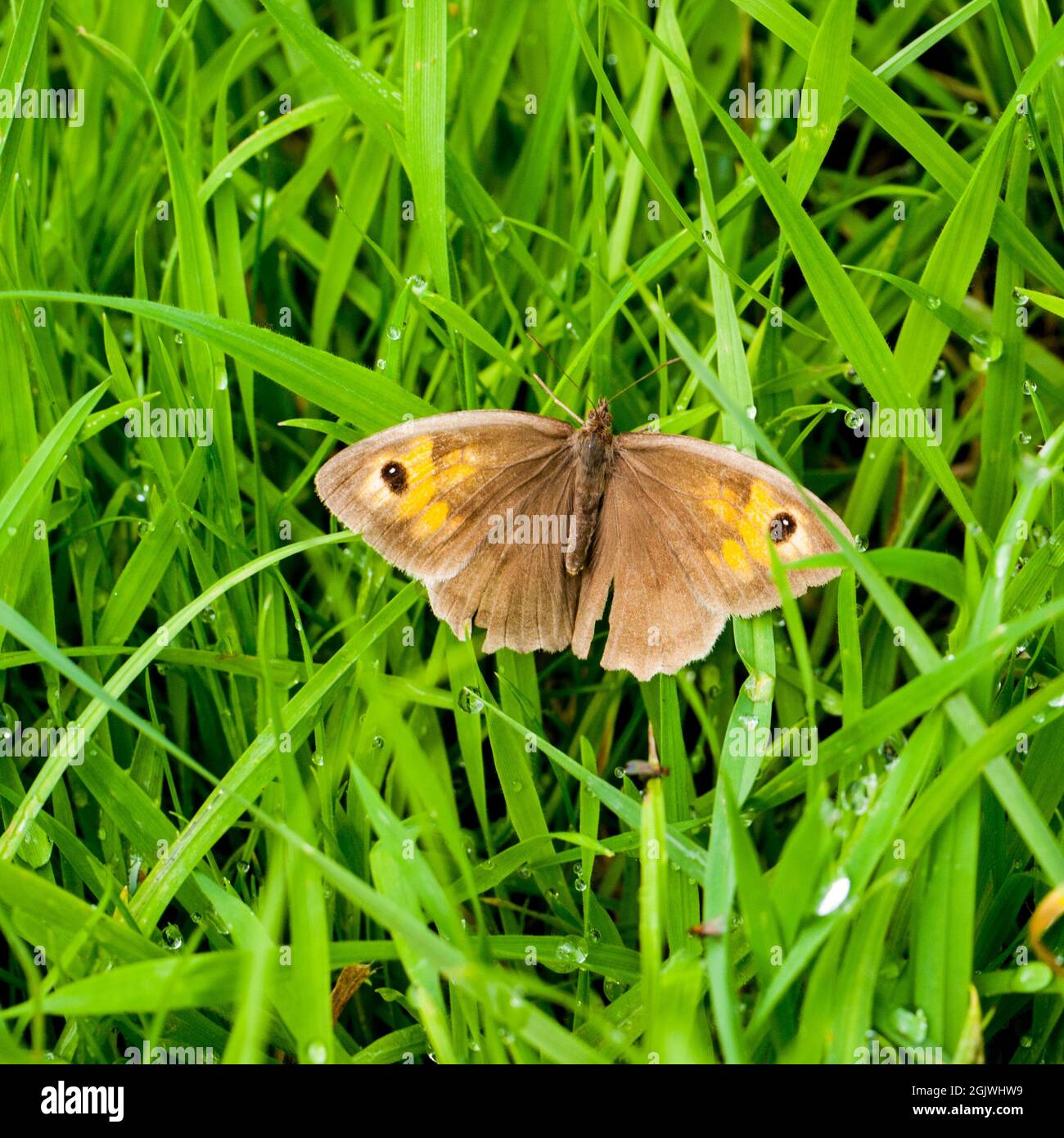 Meadow Brown Butterfly sur l'herbe humide, Angleterre, Royaume-Uni. Banque D'Images