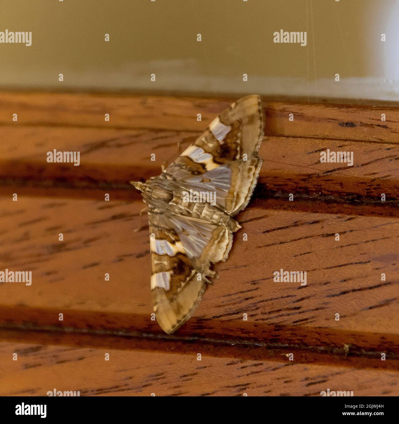 Papillon australien, glyphodes cosmarcha, à la lumière du jour, reposant sur une surface en bois. Marquages d'aile marron et blanc complexes. Tamborine Mountain, Queensland. Banque D'Images