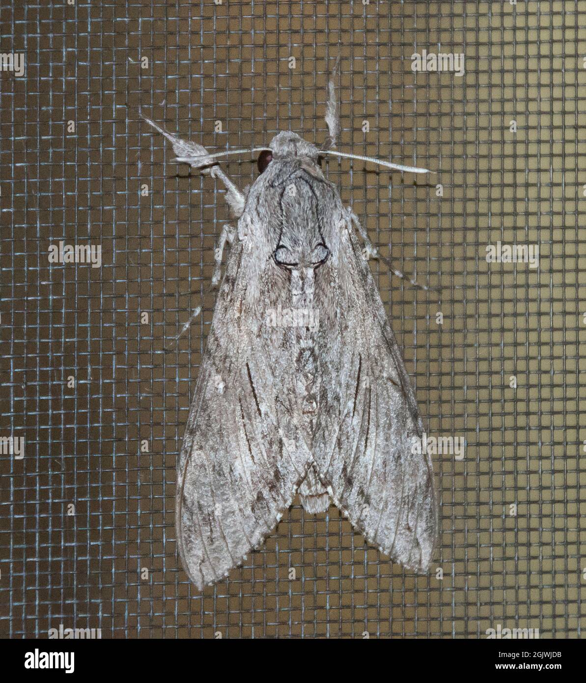 Le papillon australlien Convolvulus, agrius convolvuli, avec des ailes pliées, sur un écran de survol en maille sombre. Motifs marbés. Tamborine Mountain, Australie. Banque D'Images