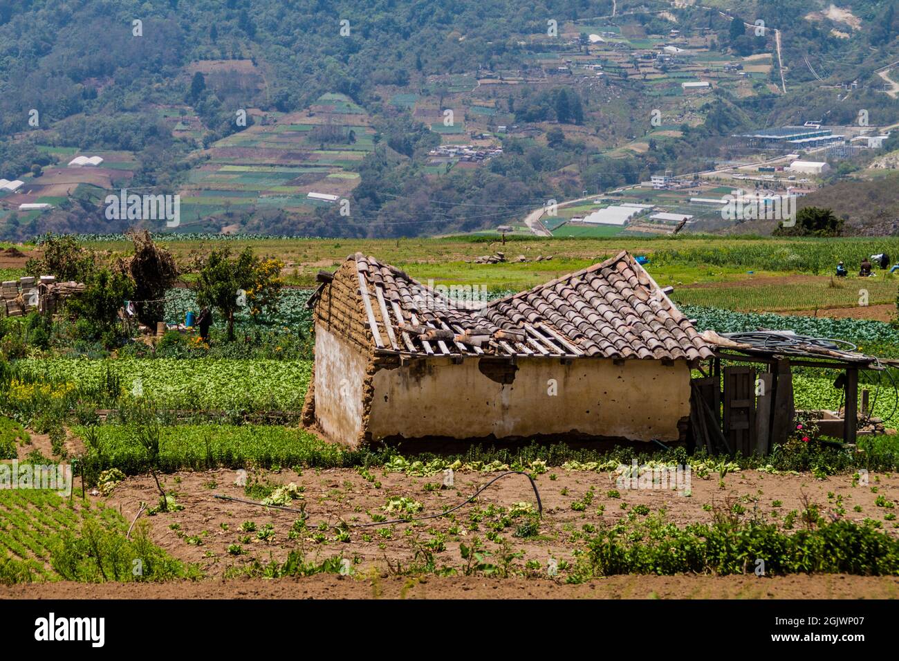 Champs de légumes et maison en ruines près du village de Zunil, Guatemala Banque D'Images