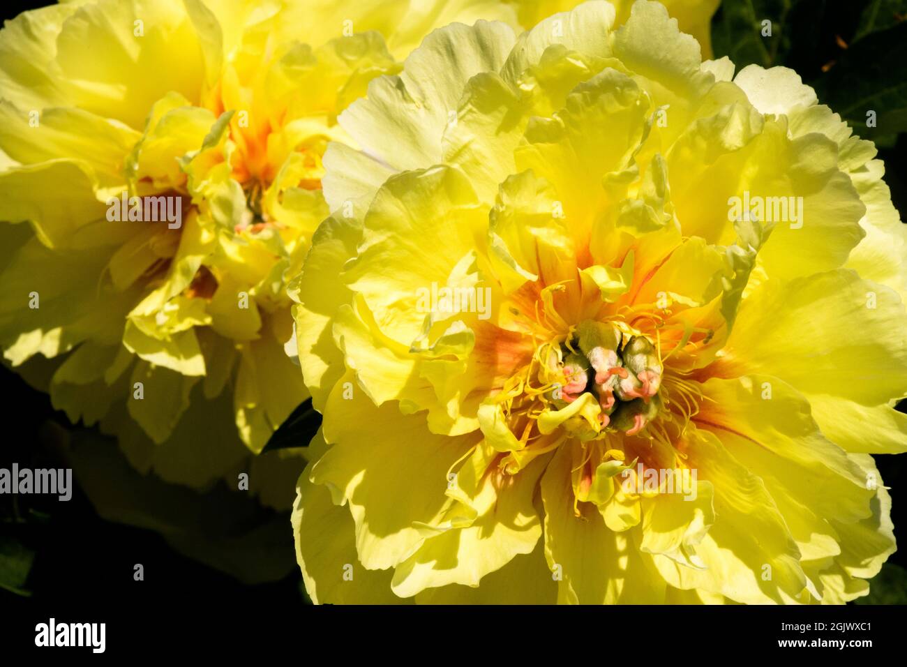 Itoh fleur de pivoine 'Garden Treasure' jaune paeonia croise cultivar Banque D'Images
