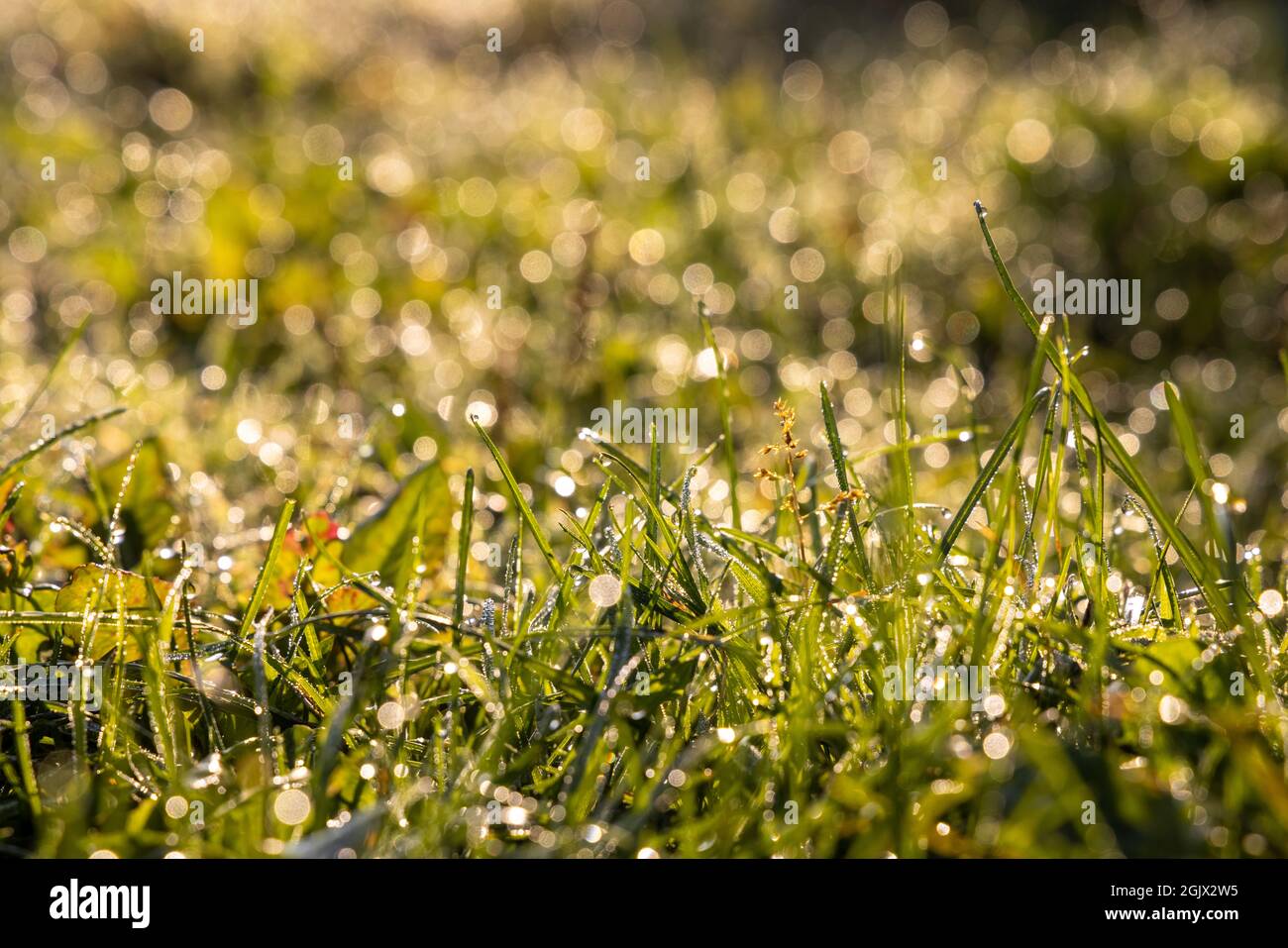 Frais tôt le matin dans le champ.Herbe verte avec des gouttes de rosée et de lumière du soleil.Réel est beau. Banque D'Images