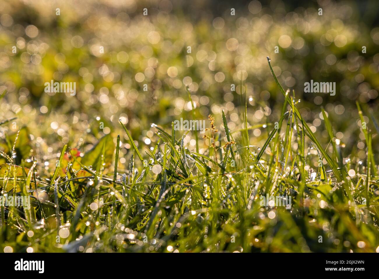 Frais tôt le matin dans le champ.Herbe verte avec des gouttes de rosée et de lumière du soleil.Réel est beau. Banque D'Images