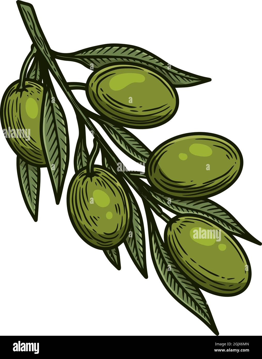 Illustration de la branche d'olive en style gravure. Élément de design pour logo, étiquette, signe, emblème, affiche. Illustration vectorielle Illustration de Vecteur