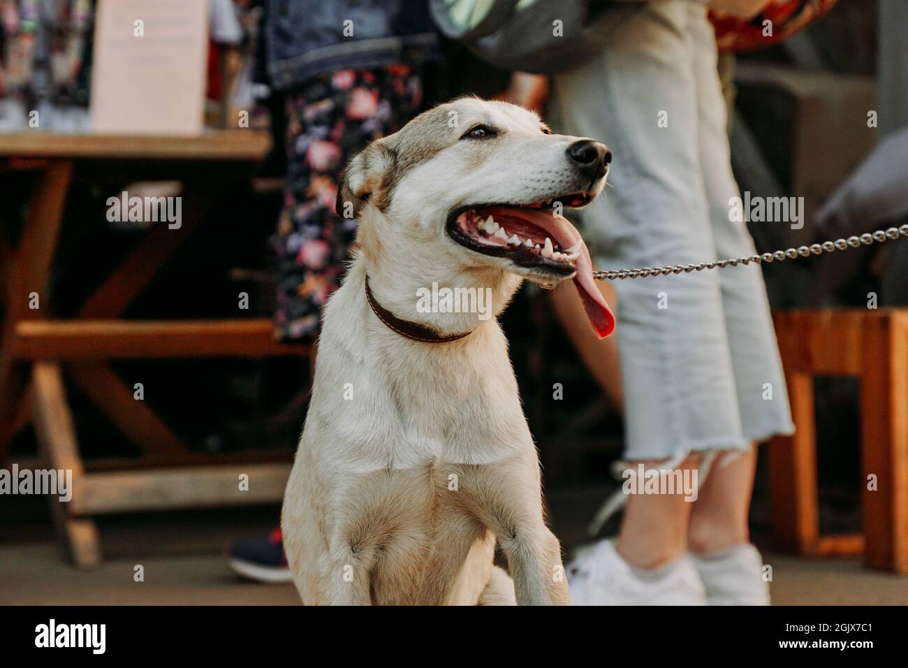 Chien de berger drôle. Visage d'animal souriant avec une longue langue suspendue. Marché aux Dogmarket dans la ville par une journée ensoleillée Banque D'Images Chien de berger drôle. Visage d'animal souriant avec une longue langue suspendue. Marché aux Dogmarket dans la ville par une journée ensoleillée Banque D'Images