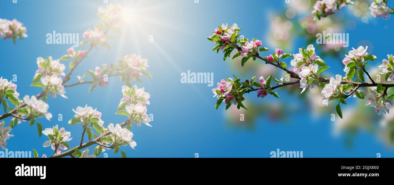 Belle fleur de pomme au printemps Banque D'Images