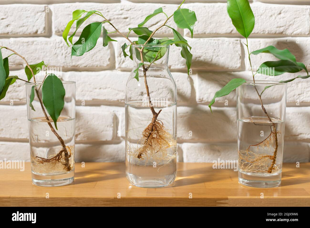 ficus benjamin plantules avec des racines dans des verres d'eau Banque D'Images