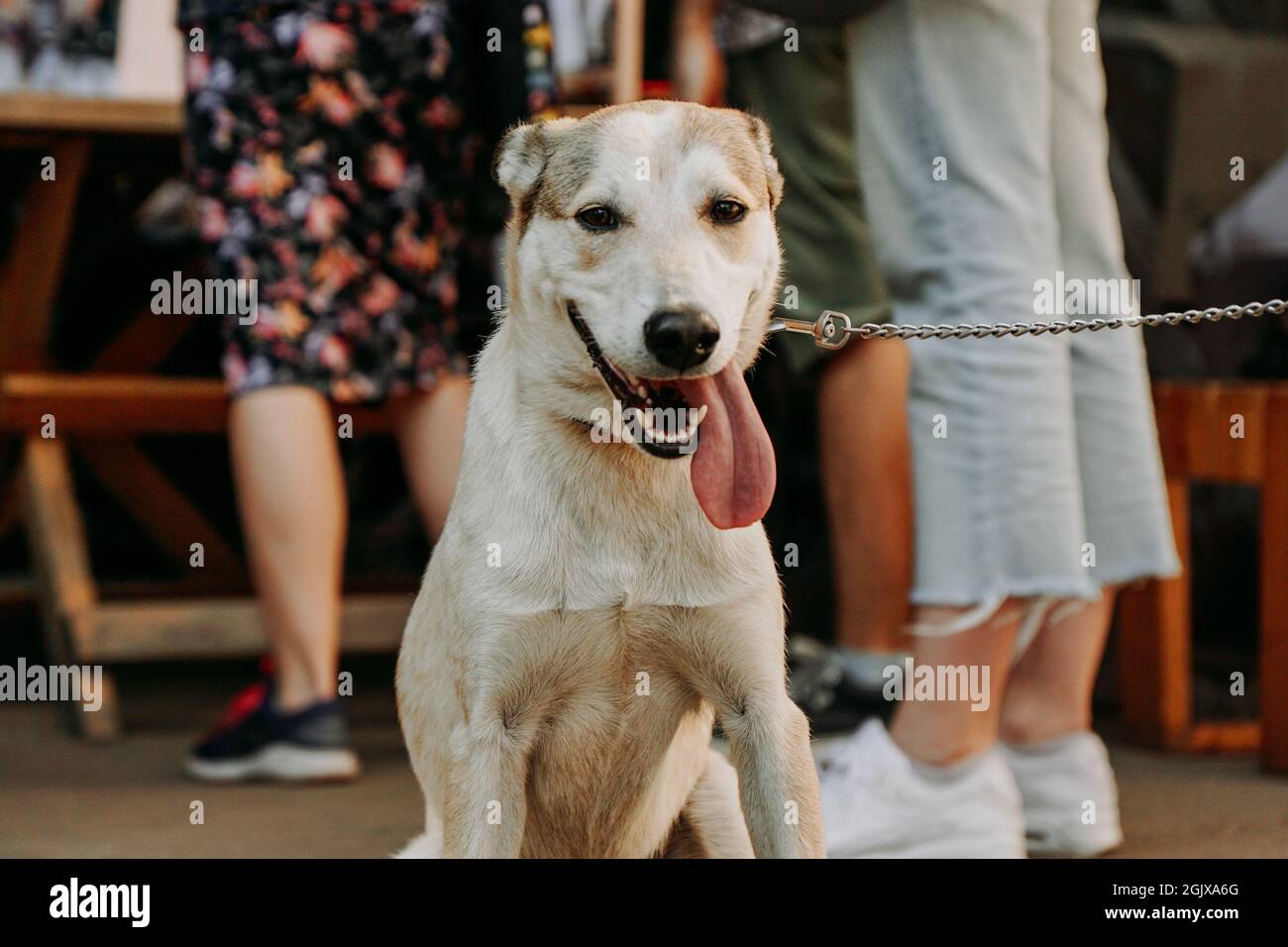 Chien de berger drôle. Visage d'animal souriant avec une longue langue suspendue. Marché aux Dogmarket dans la ville par une journée ensoleillée Banque D'Images Chien de berger drôle. Visage d'animal souriant avec une longue langue suspendue. Marché aux Dogmarket dans la ville par une journée ensoleillée Banque D'Images