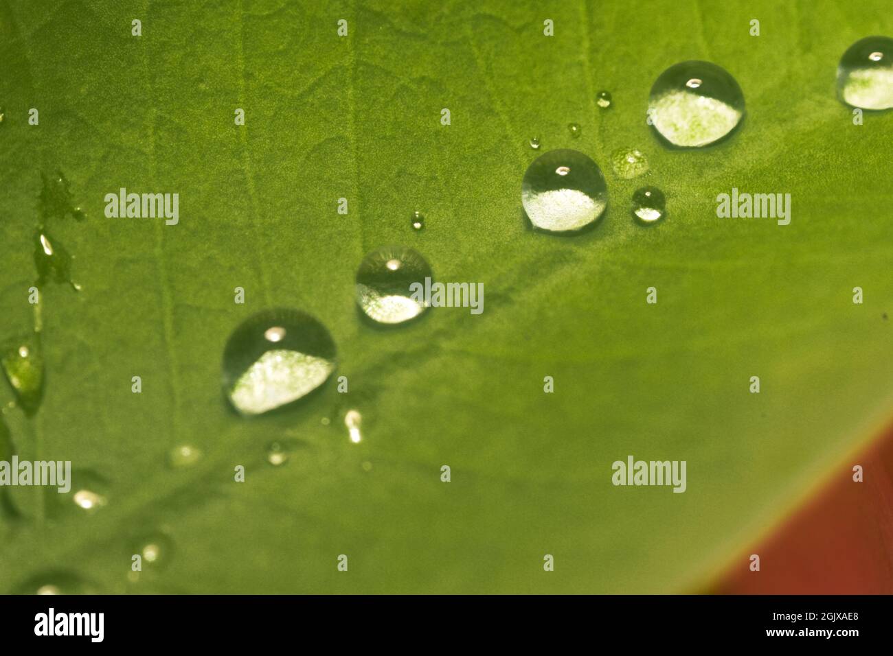 gouttes d'eau sur la feuille verte, mise au point sélective Banque D'Images