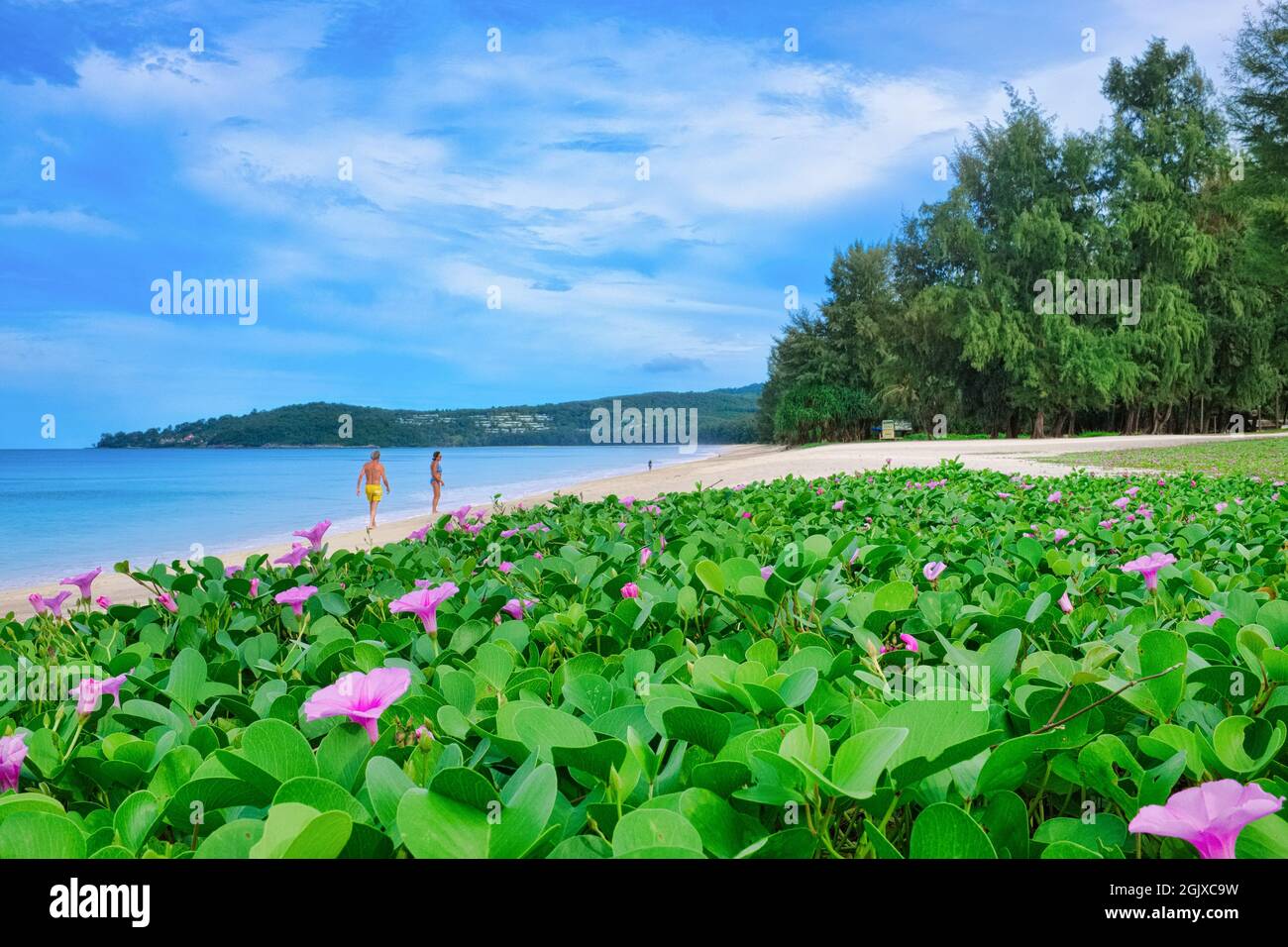 Pied de chèvre ou Morning Glory (Latin : Ipomoea pes-caprae), une vigne rampante couvrant la plage supérieure atteint à Bang Tao Beach, Phuket Thaïlande Banque D'Images