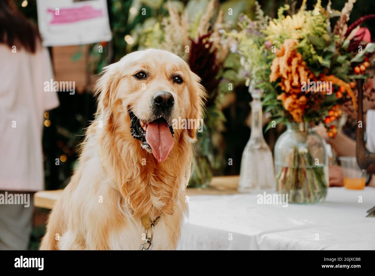 Golden Retriever. Portrait d'un animal de compagnie heureux à Dogmarket dans l'espace urbain pour les événements. Jour ensoleillé d'été Banque D'Images